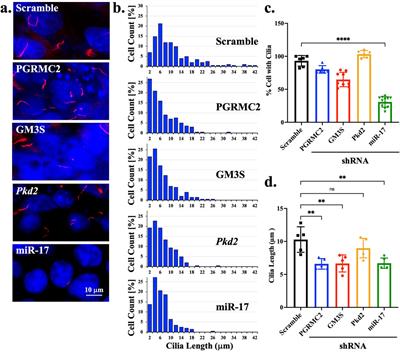 Identifying the roles of miR-17 in ciliogenesis and cell cycle